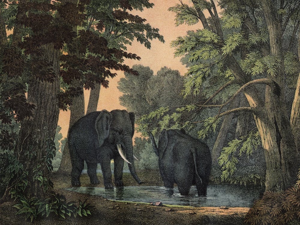 Vintage Kolb 5 Tafel 31 Elefant