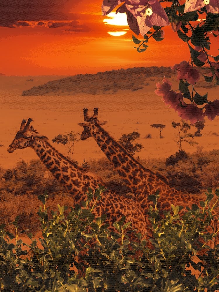 African Giraffe Scenery