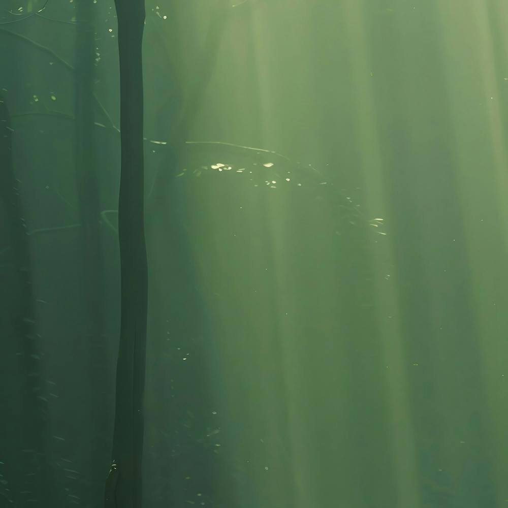 Rays Of Light In The Forest