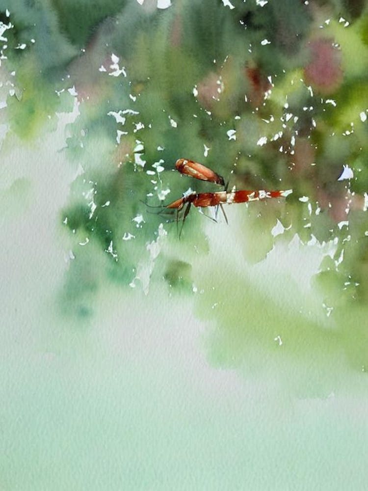 Shrimp Storybook Watercolour