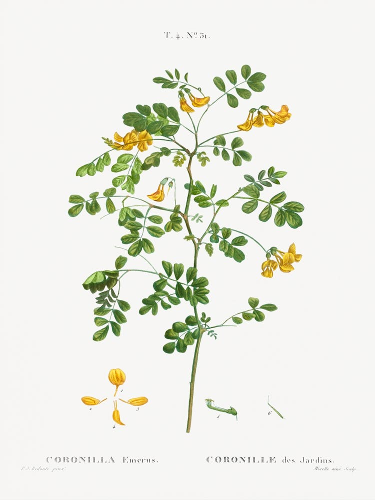 Scorpion Senna, Pierre Joseph Redoute