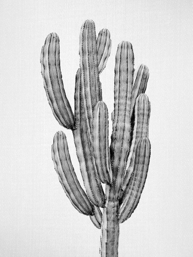 Cactus 3 - Black & White