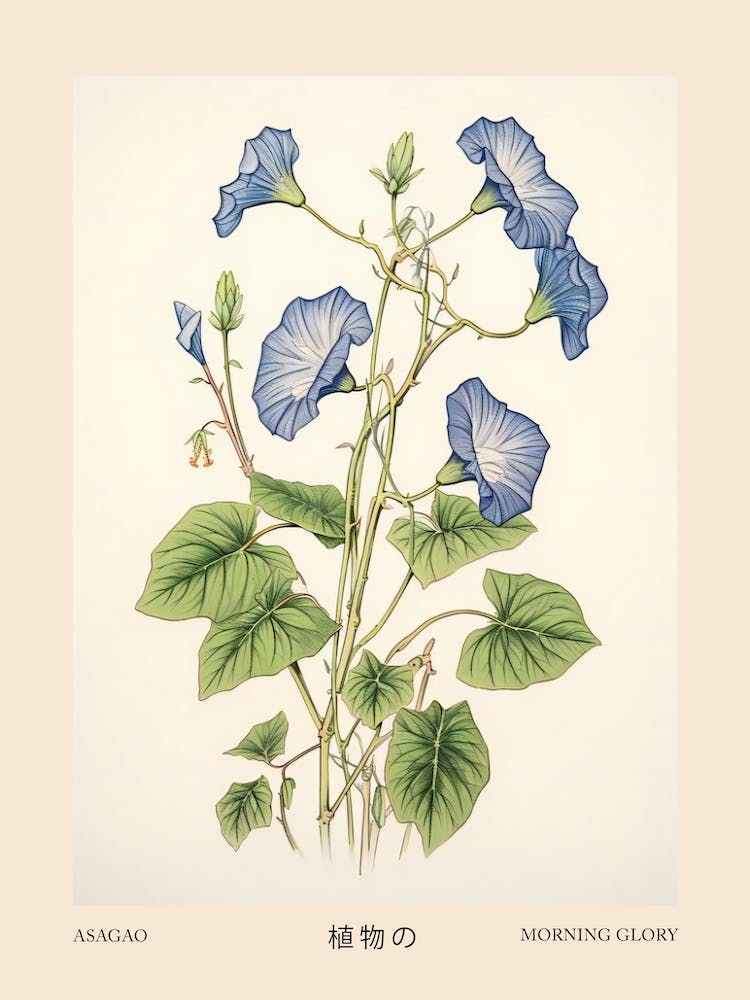 Asagao Morning Glory 3 Vintage Japanese Botanical Poster