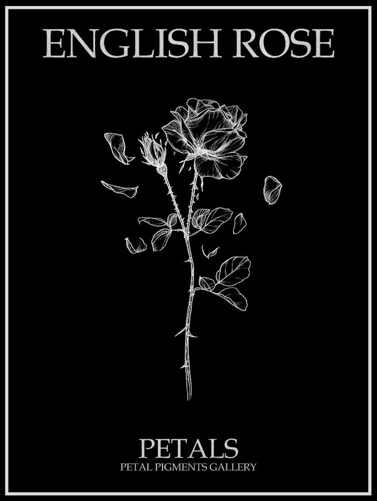 English Rose Petals Line Drawing 2 Poster Inverted