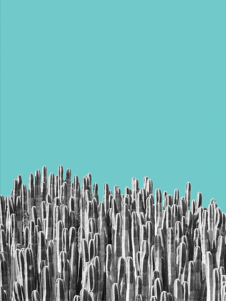 Cacti I
