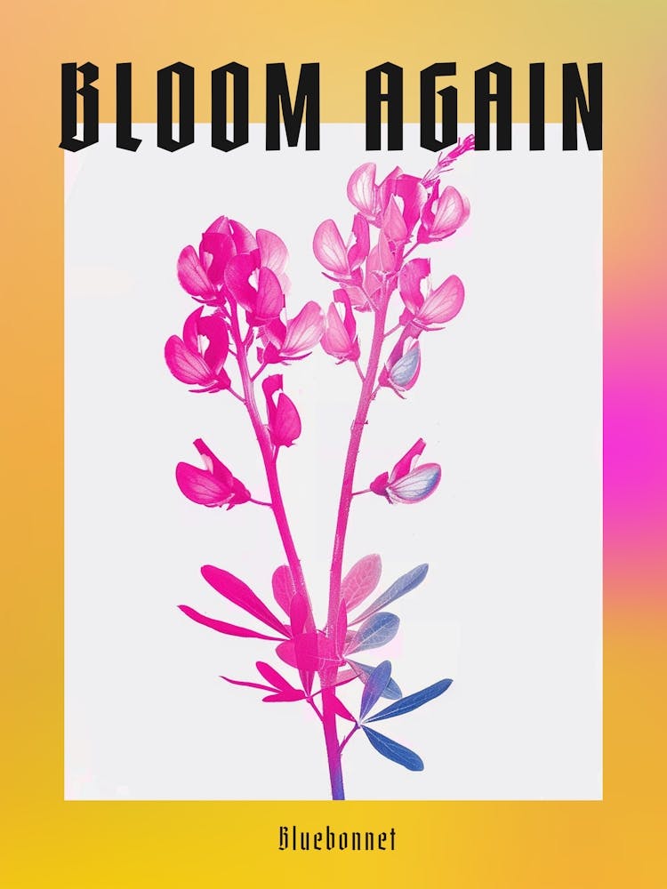 Hot Pink Bluebonnet Poster