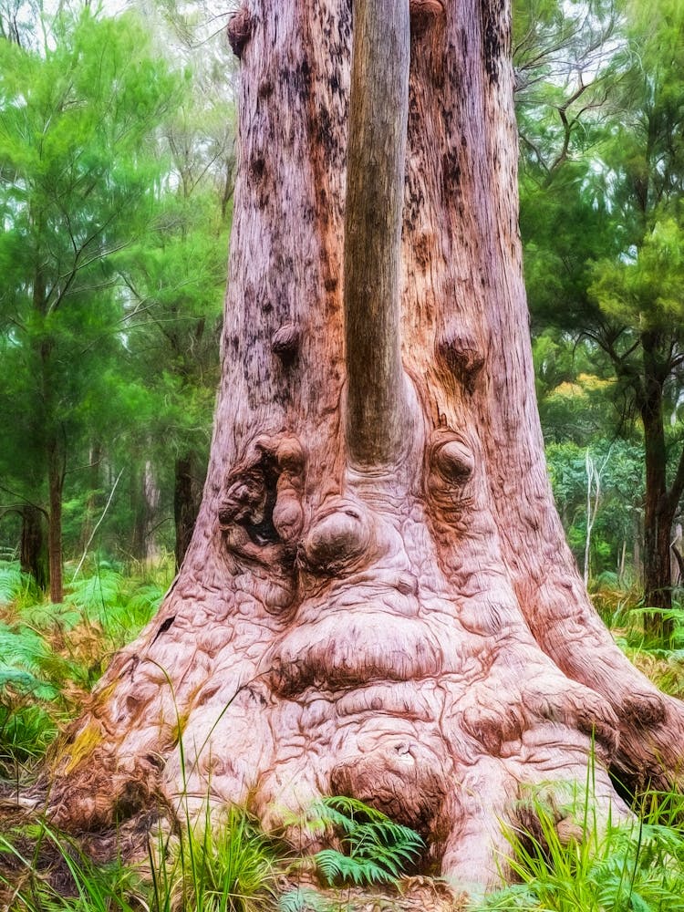 Grandma Tingle Tree Australia