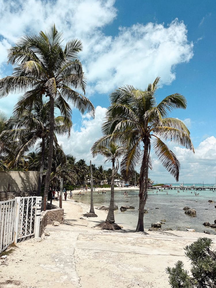 Palm Trees Cancun