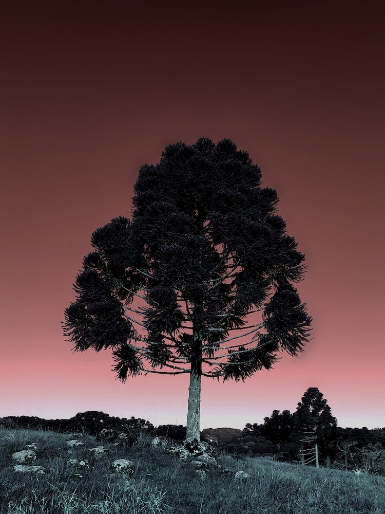 Great Tree