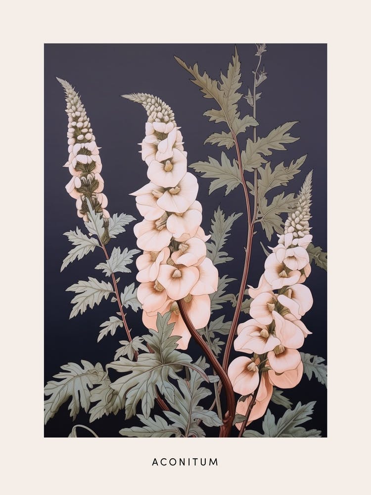 Flower Illustration Aconitum 1 Poster