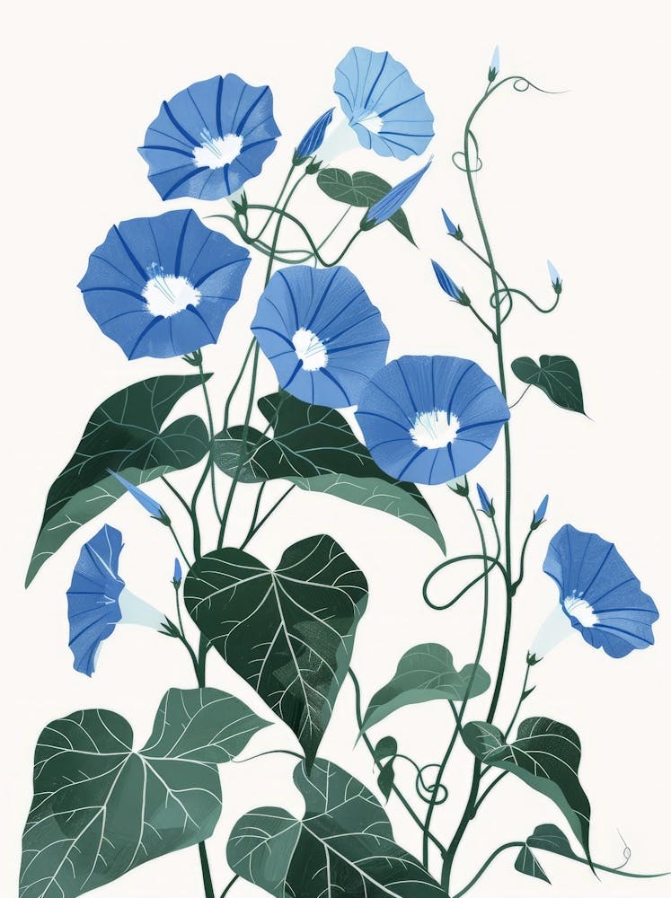 Morning Glory 5