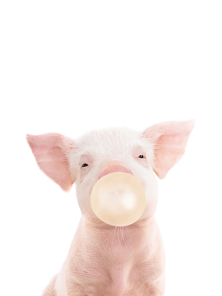 Bubble Gum Piglet