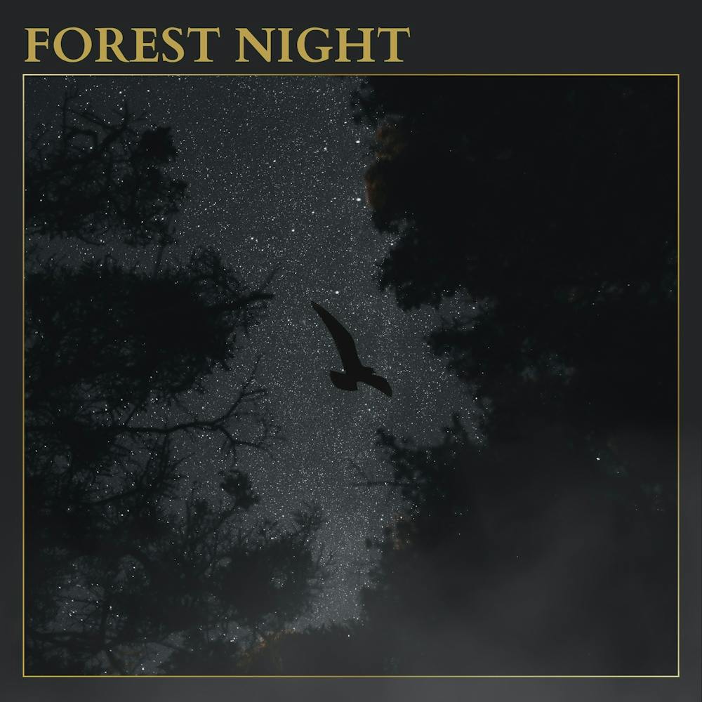 Forest Night