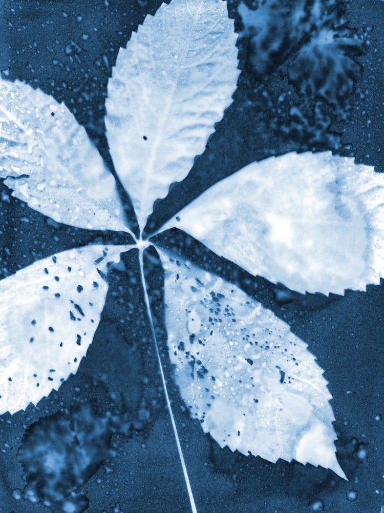 Leaf Spray Blue and White Botanical Cyanotype