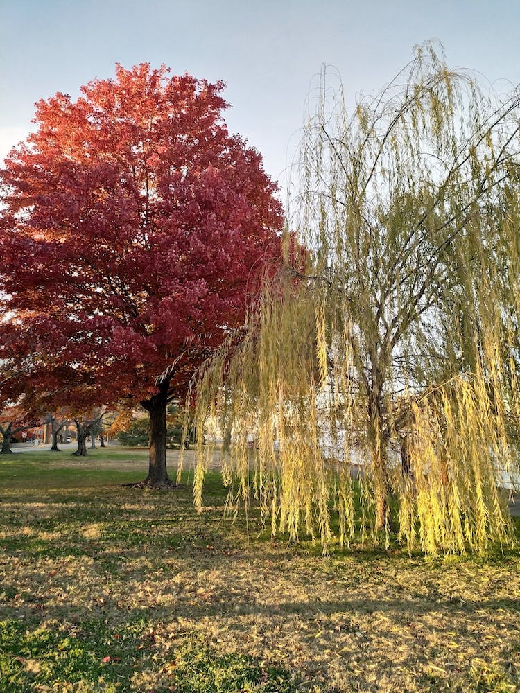 Willow Tree Washington DC
