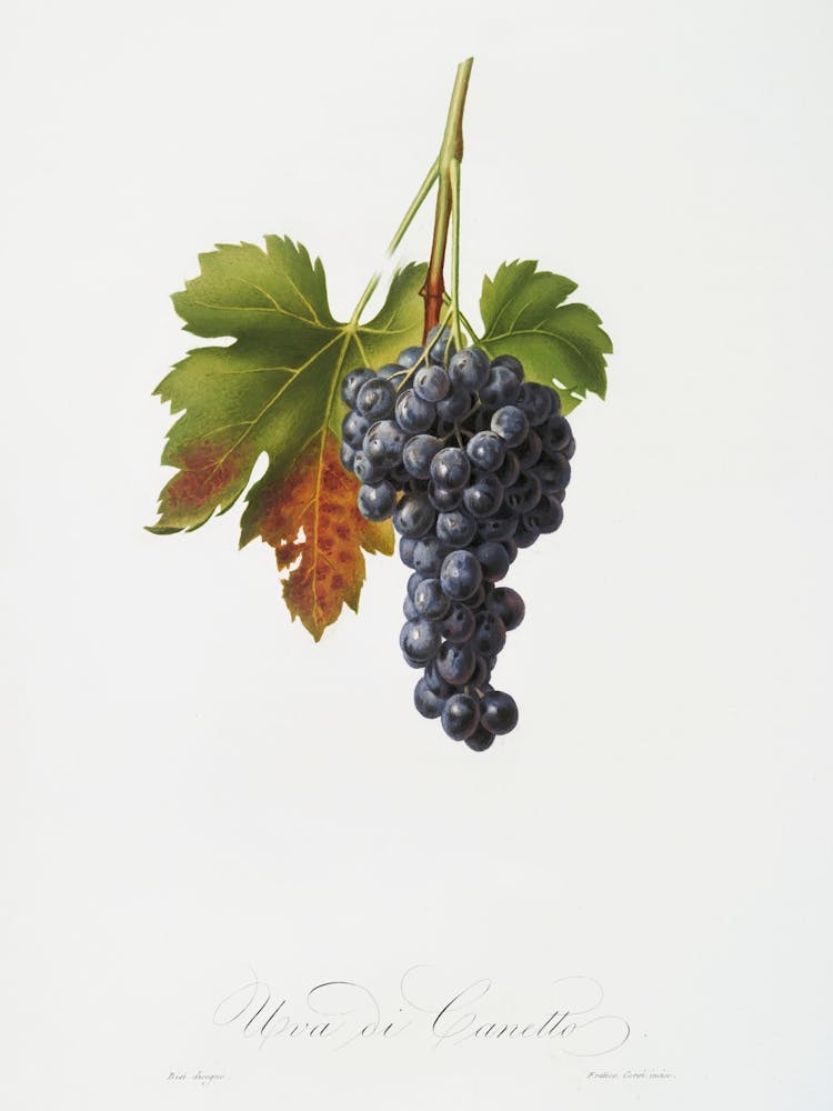 Raisin Grape (Vitis Vinifera Circumpadana) From Pomona Italiana (1817 1839), Giorgio Gallesio