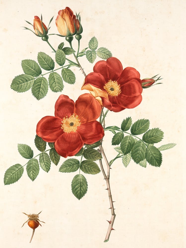 Roses
