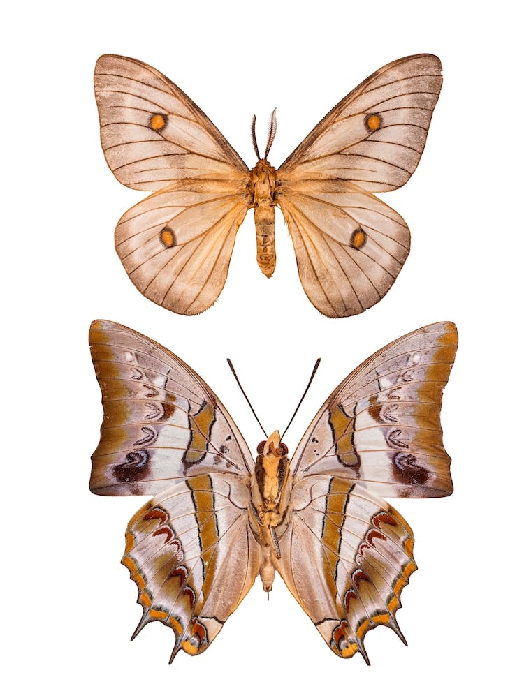 Two Cream Colored Butterflies