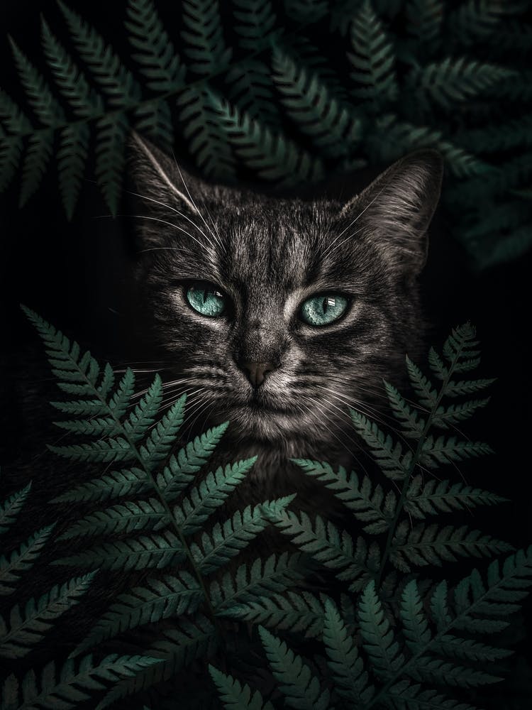 Green Eyes Cat With Ferns