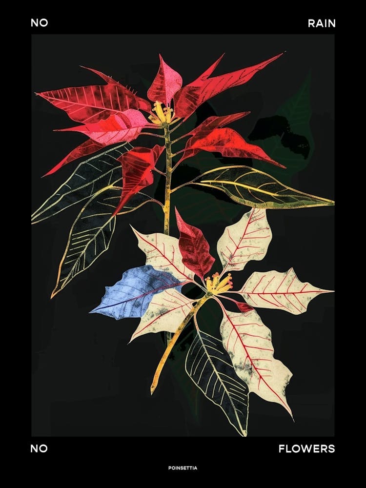 No Rain No Flowers Poster Poinsettia 2