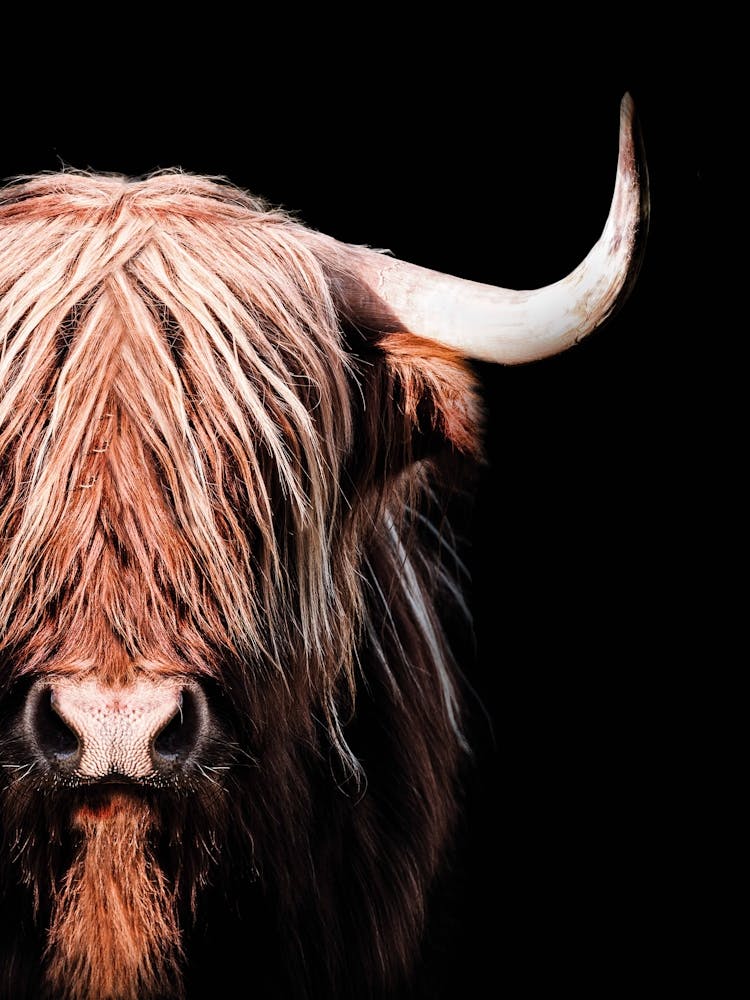 Highland Cow