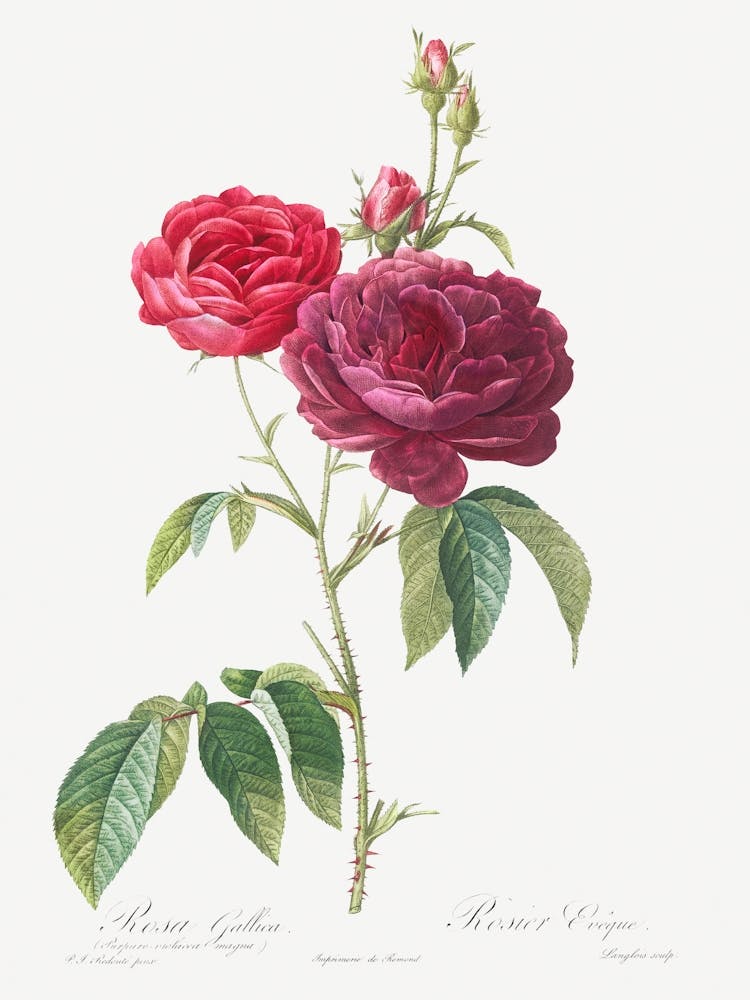 Purple French Rose, Rosa Gallica Purpuro Violacea Magna From Les Roses, Pierre Joseph Redoute