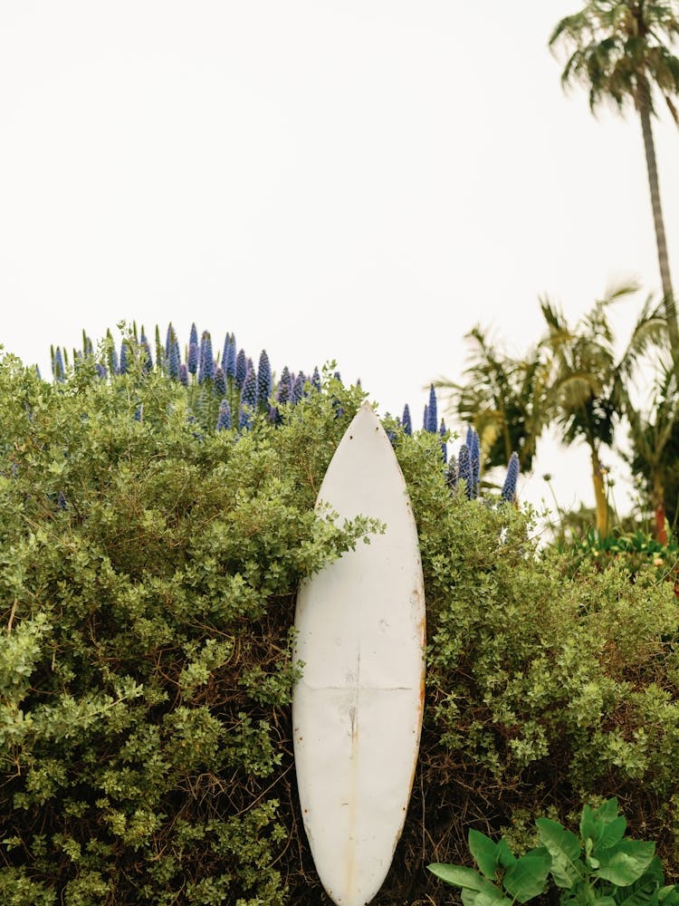 The Surfboard in California
