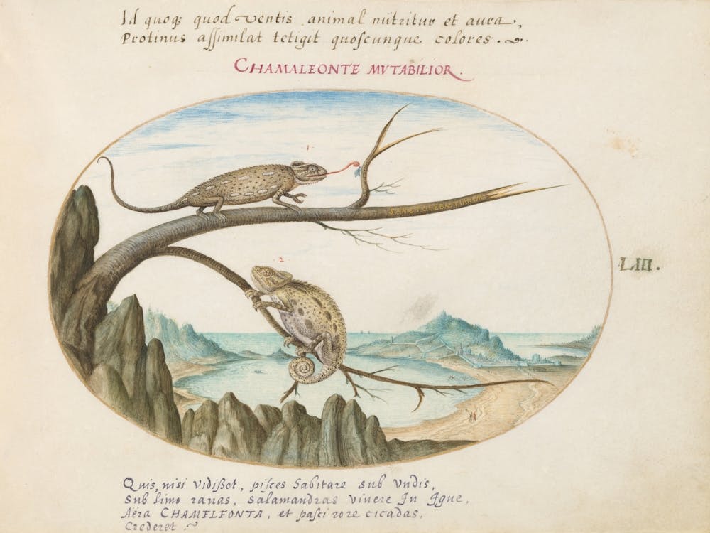 Animalia Qvadrvpedia et Reptilia (c. 1575-1580), Joris Hoefnagel (8)