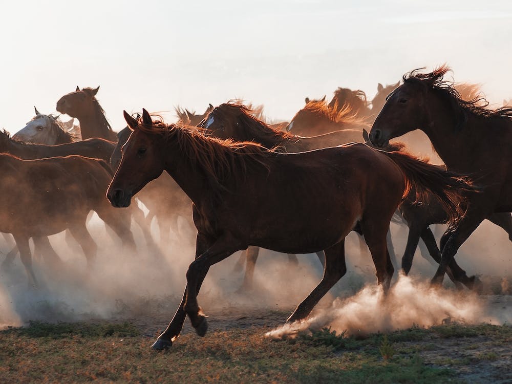 Horses Running