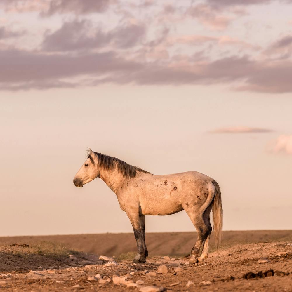 Wild Horse Sunset Square
