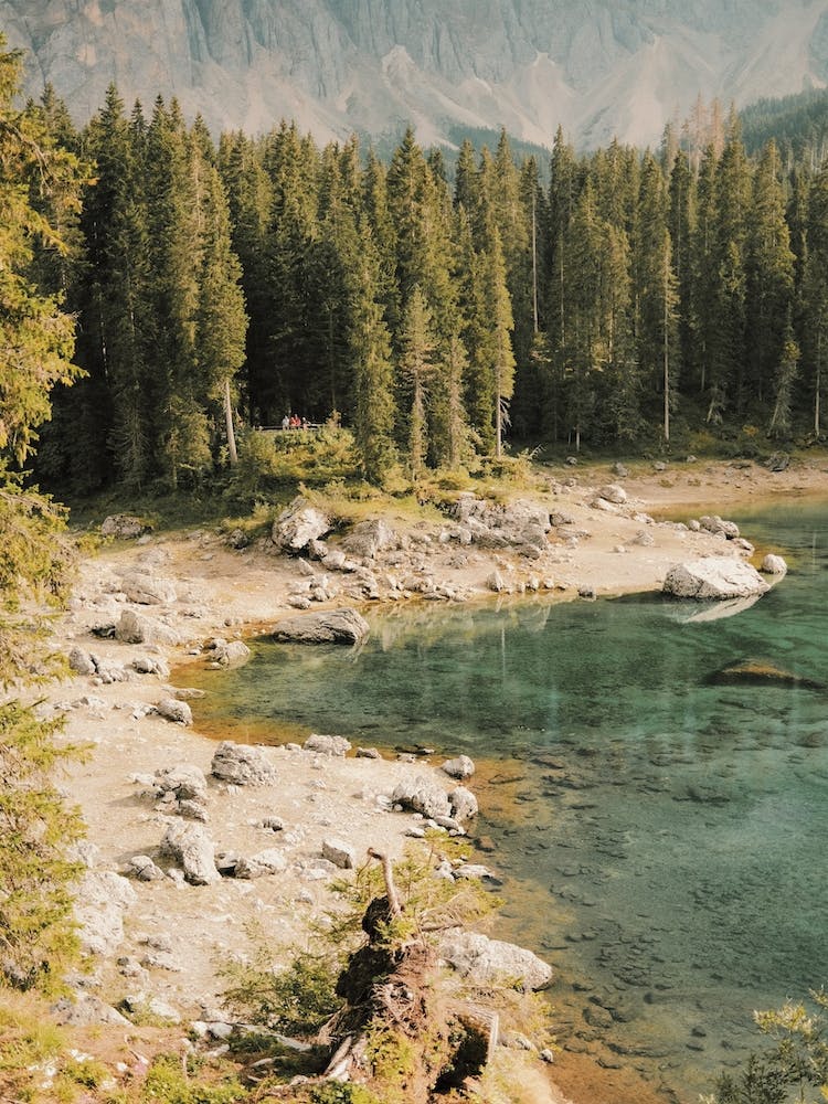 Forest Pond View