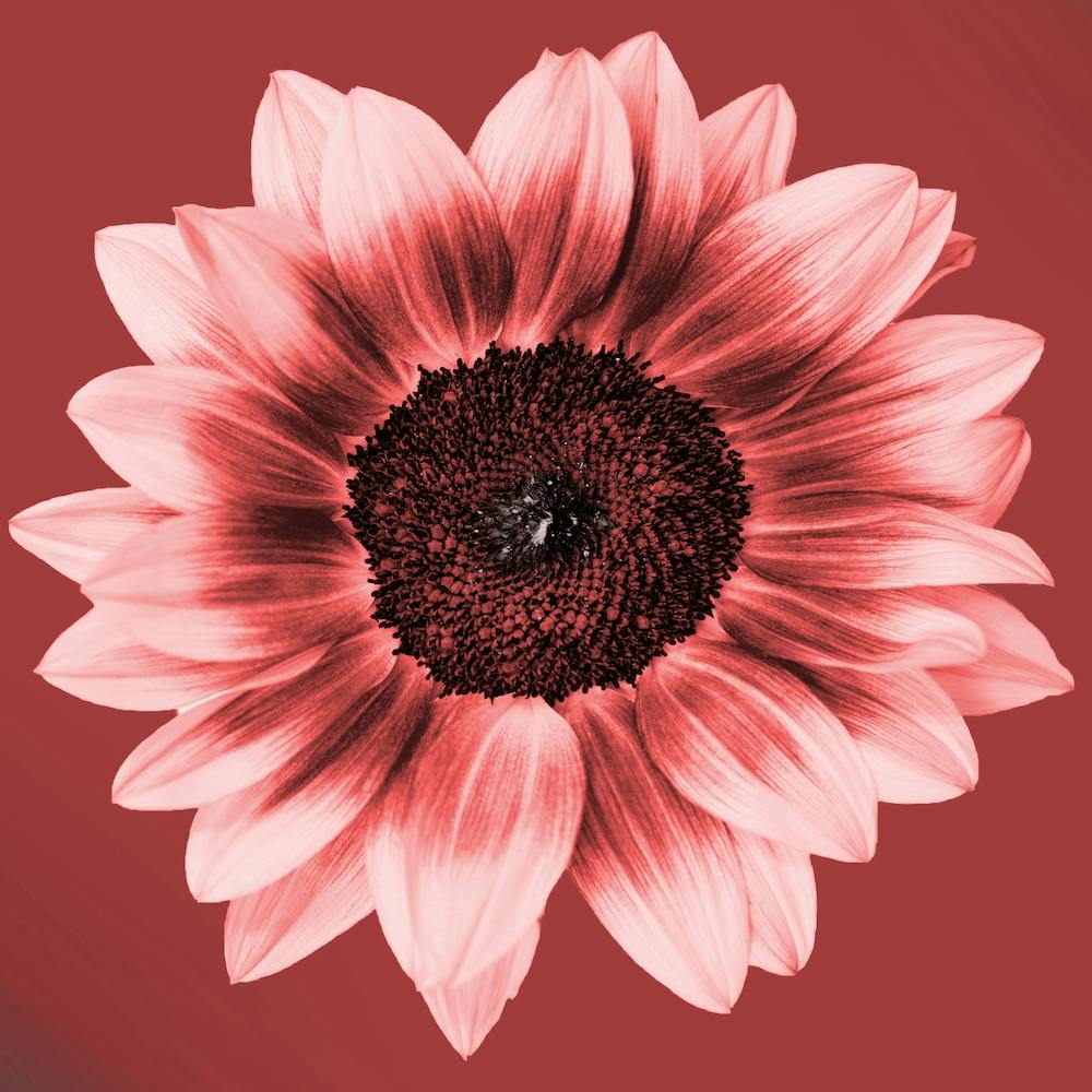 Ceramic Sunflower Square