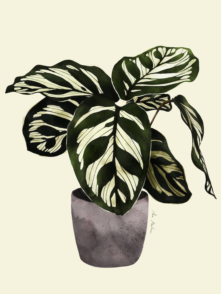 Calathea Plant