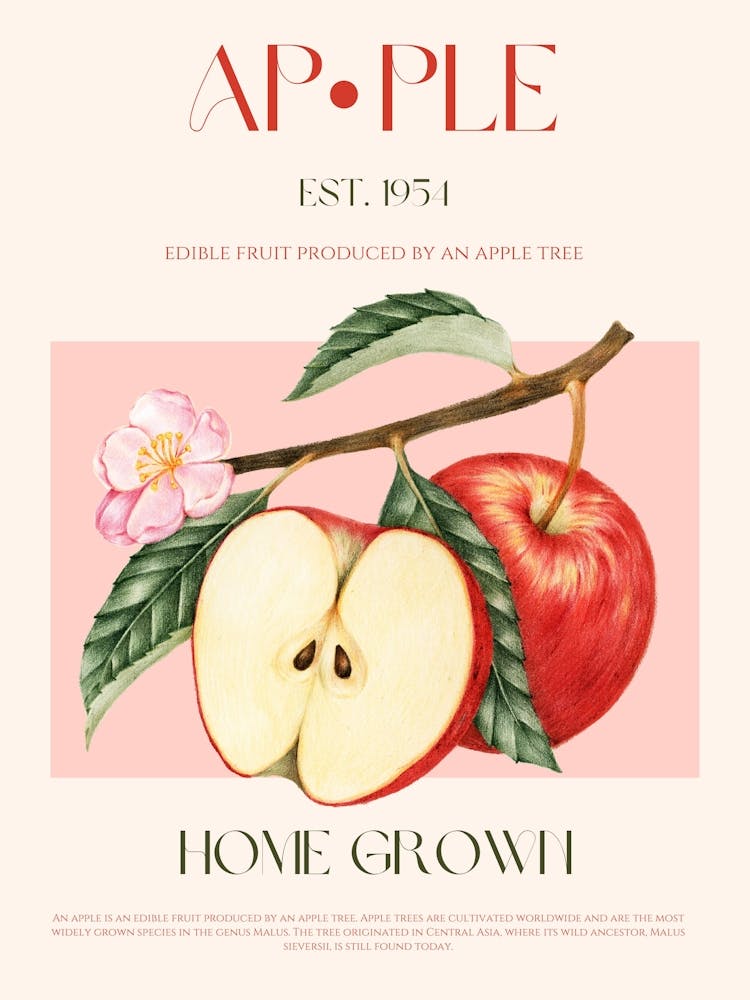 Apple Fruit Mid Century