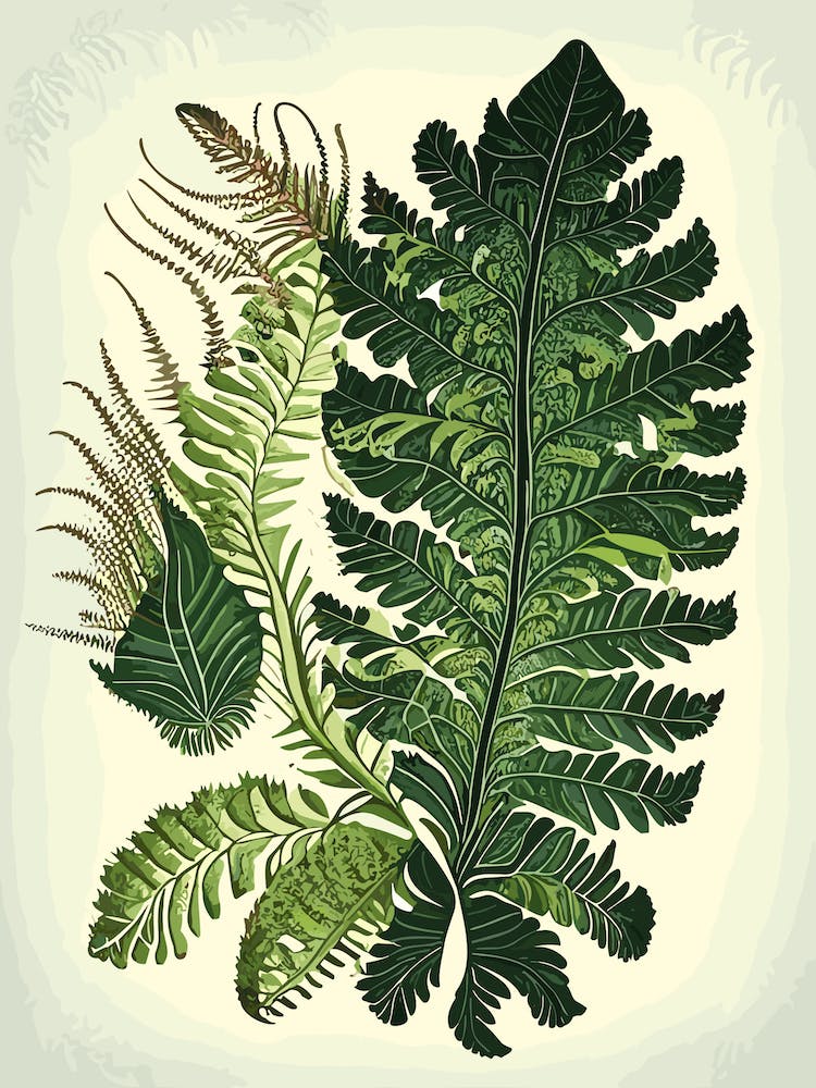 Painted Fern Wildflower Vintage Botanical 2