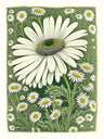 Flower Illustration Art Prints