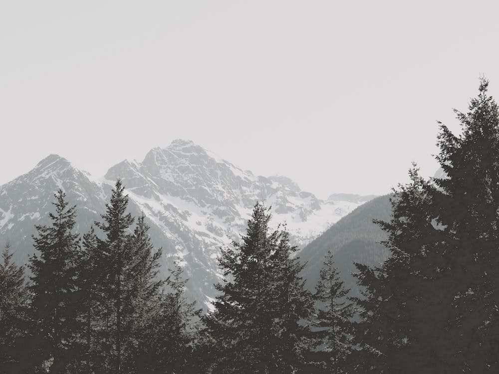 Mountain Peak Forest