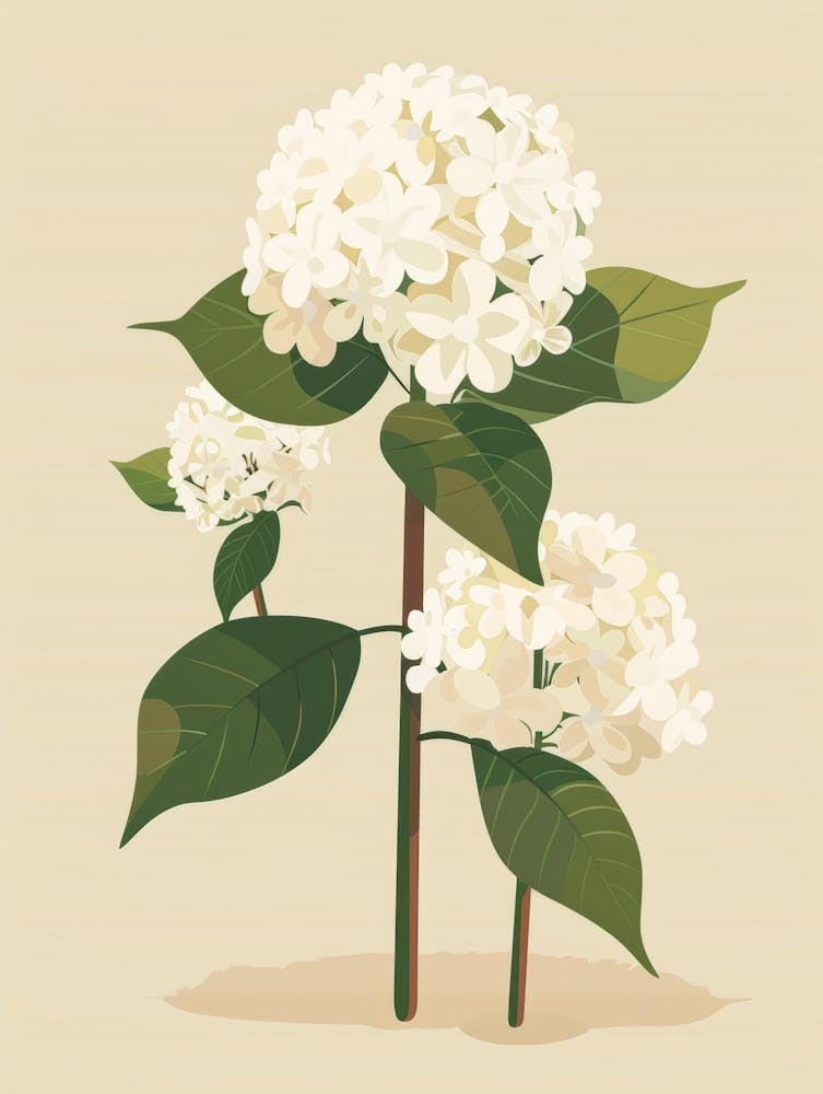 Hortensia 7