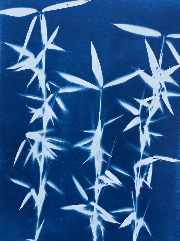 Blue Cyanotype Bamboo Print 2