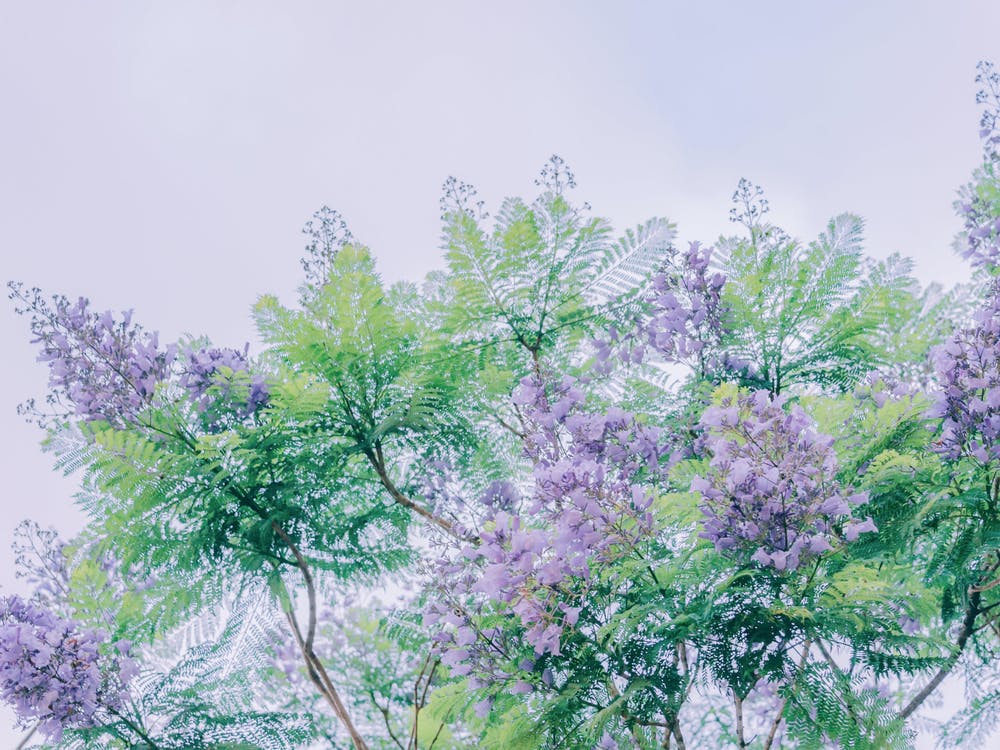 Lilac Tree