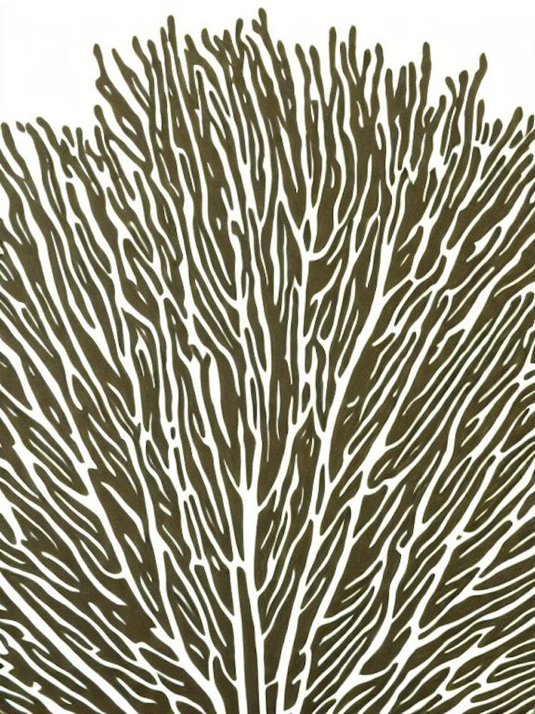 Acropora Gemmifera Iiii Linogravure