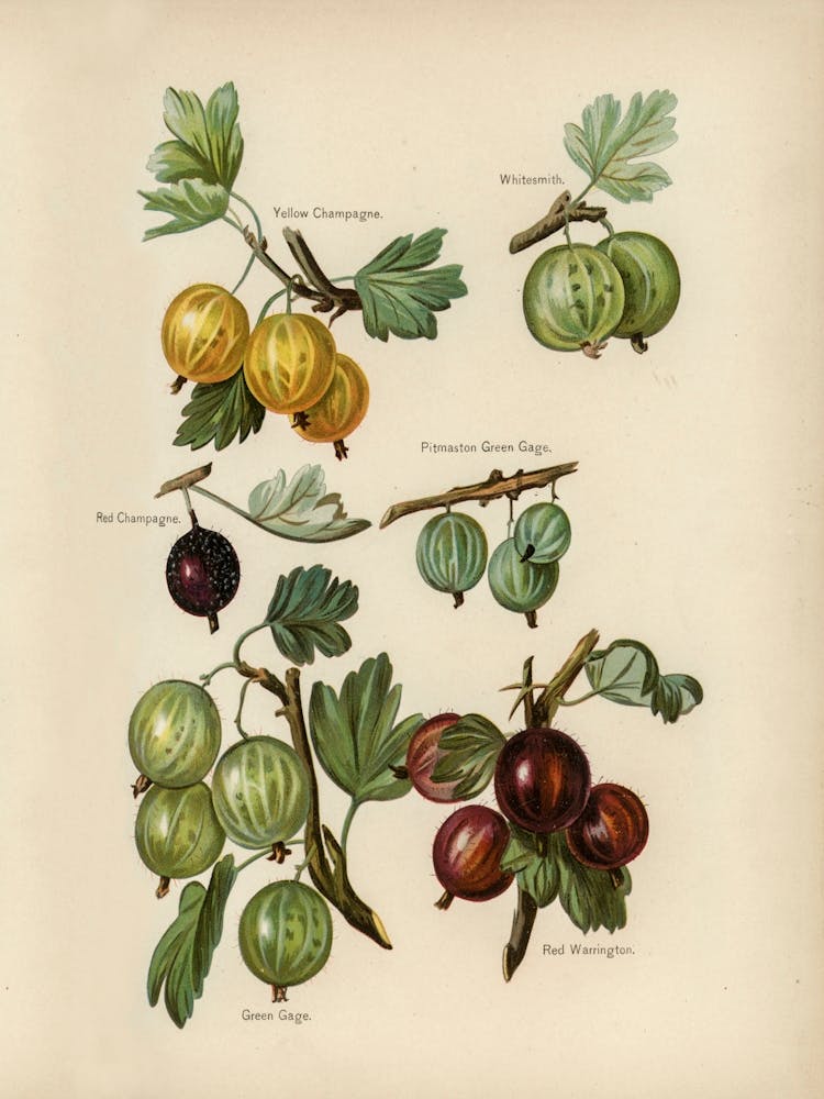 Vintage Illustration Of Gooseberry, John Wright