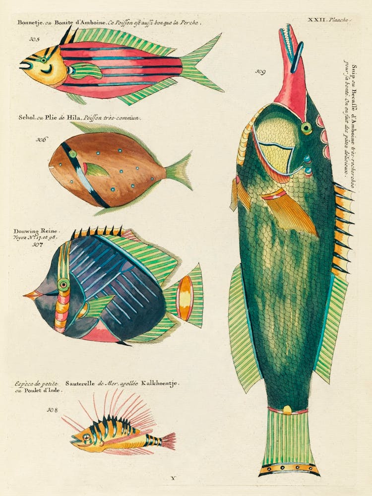 Colourful And Surreal Illustrations Of Fishes Found In Moluccas (Indonesia) And The East Indies, Louis Renard(28)