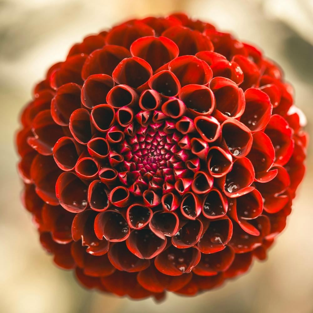 Red Dahlia Flower
