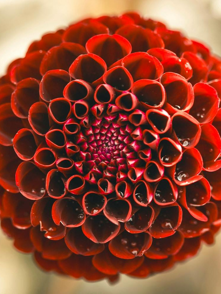 Red Dahlia Flower