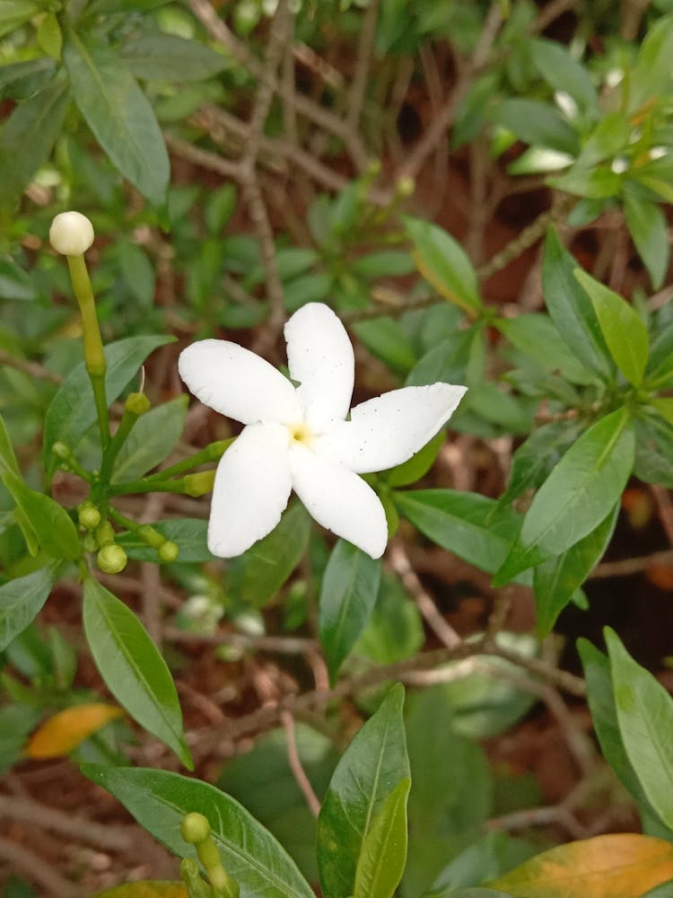White Jasmine Flower