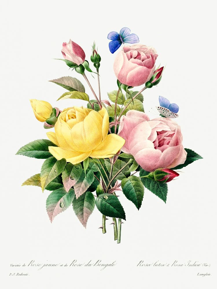 Yellow Rose And Cabbage Rose, Pierre Joseph Redoute