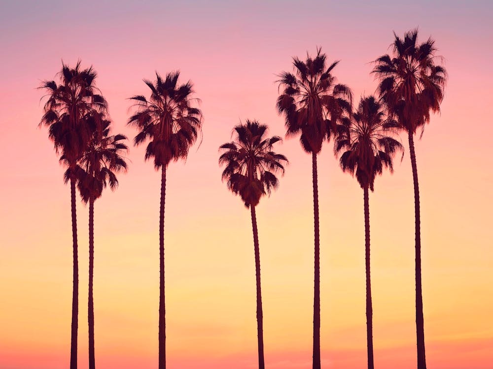 California Dreaming - Malibu Sunset's Palm Trees