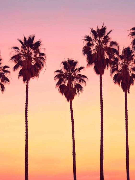 California Dreaming - Malibu Sunset's Palm Trees