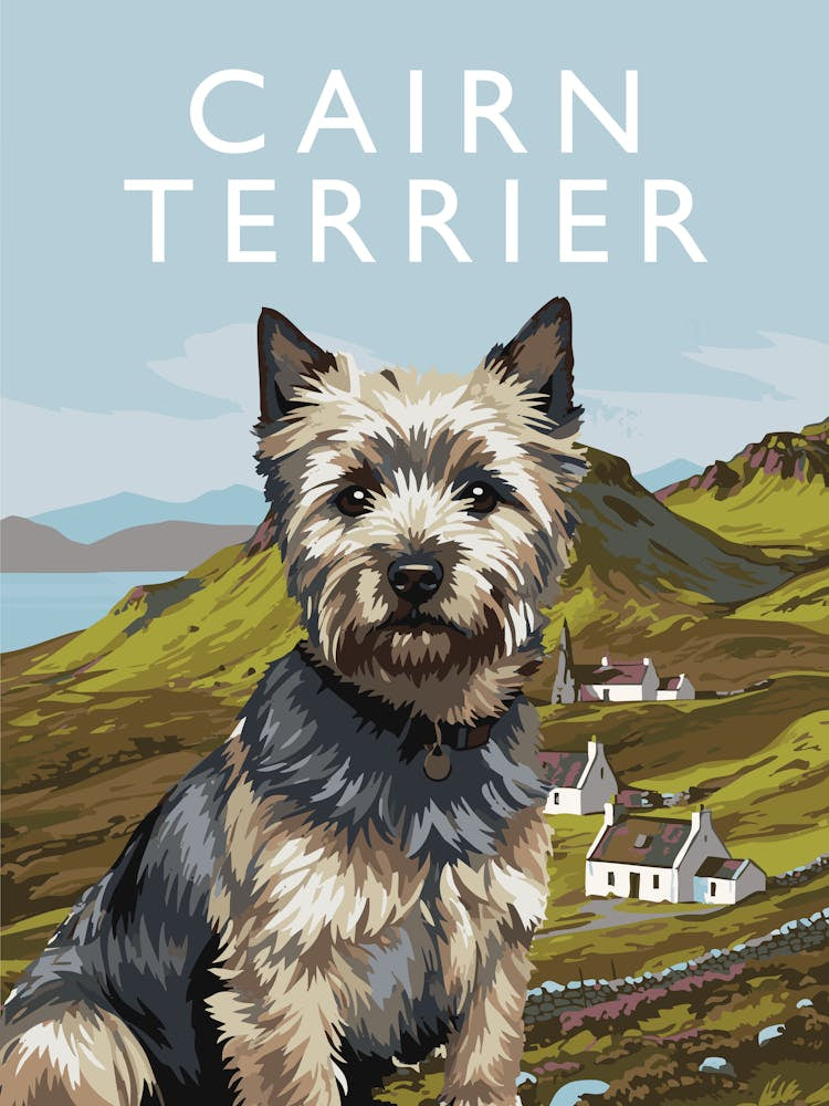 Cairn Terrier
